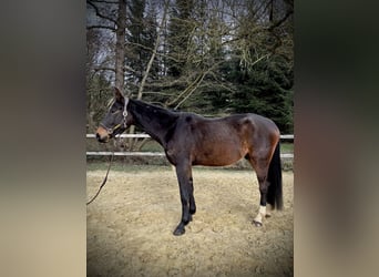 Zangersheide, Ruin, 4 Jaar, 170 cm, Donkerbruin