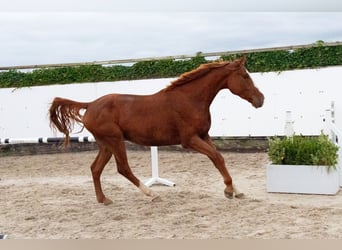 Zangersheide, Ruin, 4 Jaar, 170 cm, Vos