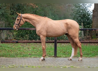 Zangersheide, Ruin, 4 Jaar, 171 cm