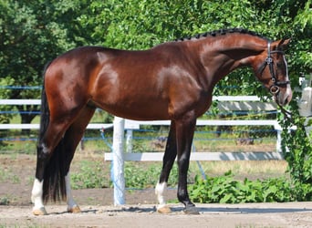 Zangersheide, Ruin, 4 Jaar, 172 cm, Bruin