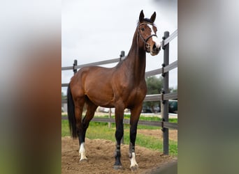 Zangersheide, Ruin, 4 Jaar, 172 cm, Bruin