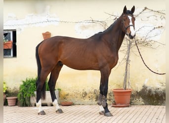 Zangersheide, Ruin, 4 Jaar, 172 cm, Bruin