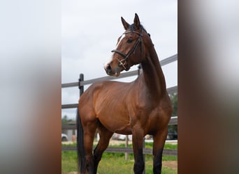 Zangersheide, Ruin, 4 Jaar, 172 cm, Bruin