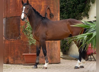 Zangersheide, Ruin, 4 Jaar, 172 cm, Bruin