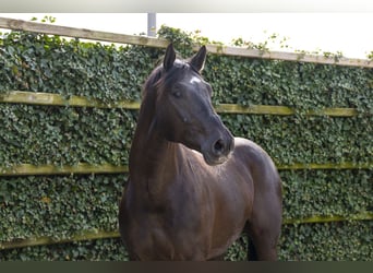 Zangersheide, Ruin, 4 Jaar, 172 cm