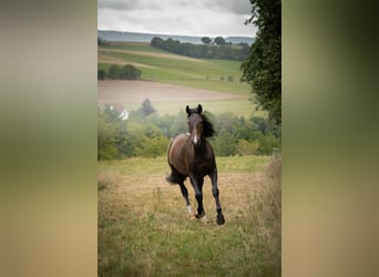 Zangersheide, Ruin, 4 Jaar, 174 cm, Donkerbruin