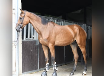 Zangersheide, Ruin, 4 Jaar, 175 cm, Bruin