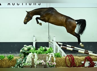 Zangersheide, Ruin, 4 Jaar, 179 cm, Donkerbruin