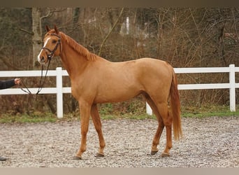 Zangersheide, Ruin, 4 Jaar, Vos