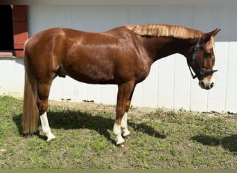 Zangersheide, Ruin, 5 Jaar, 160 cm, Donkere-vos