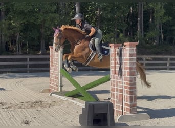 Zangersheide, Ruin, 5 Jaar, 160 cm, Donkere-vos