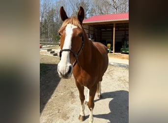 Zangersheide, Ruin, 5 Jaar, 160 cm, Donkere-vos