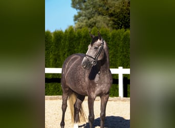 Zangersheide, Ruin, 5 Jaar, 160 cm, Schimmel