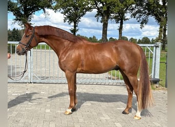 Zangersheide, Ruin, 5 Jaar, 163 cm, Vos