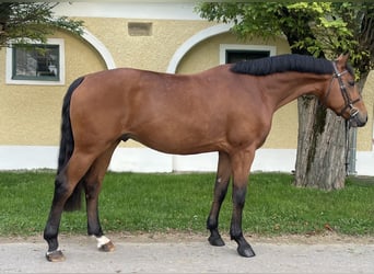 Zangersheide, Ruin, 5 Jaar, 165 cm, Bruin