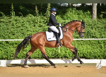 Zangersheide, Ruin, 5 Jaar, 165 cm, Bruin