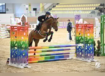 Zangersheide, Ruin, 5 Jaar, 165 cm, Bruin