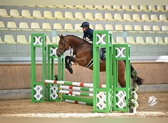 Zangersheide, Ruin, 5 Jaar, 165 cm, Bruin