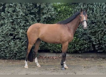 Zangersheide, Ruin, 5 Jaar, 165 cm, Bruin