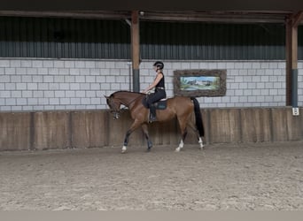 Zangersheide, Ruin, 5 Jaar, 165 cm, Bruin