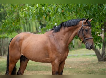 Zangersheide, Ruin, 5 Jaar, 165 cm, Bruin