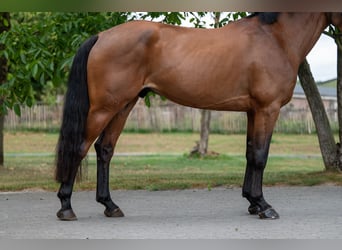 Zangersheide, Ruin, 5 Jaar, 165 cm, Bruin
