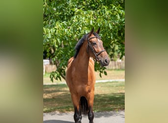 Zangersheide, Ruin, 5 Jaar, 165 cm, Bruin