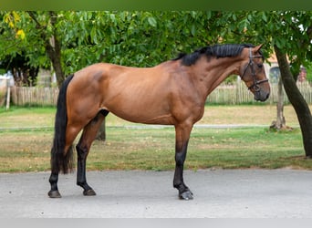 Zangersheide, Ruin, 5 Jaar, 165 cm, Bruin