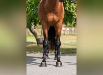 Zangersheide, Ruin, 5 Jaar, 165 cm, Bruin