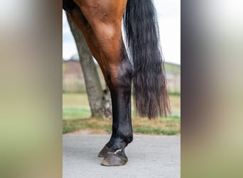 Zangersheide, Ruin, 5 Jaar, 165 cm, Bruin