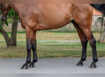 Zangersheide, Ruin, 5 Jaar, 165 cm, Bruin