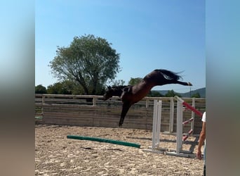 Zangersheide Mix, Ruin, 5 Jaar, 165 cm, Bruin
