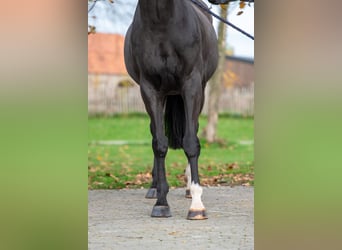 Zangersheide, Ruin, 5 Jaar, 165 cm, Zwart