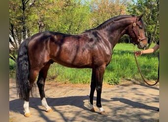 Zangersheide, Ruin, 5 Jaar, 167 cm, Bruin