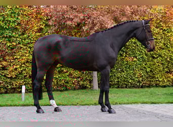 Zangersheide, Ruin, 5 Jaar, 167 cm, Donkerbruin