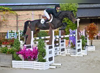 Zangersheide, Ruin, 5 Jaar, 167 cm, Donkerbruin