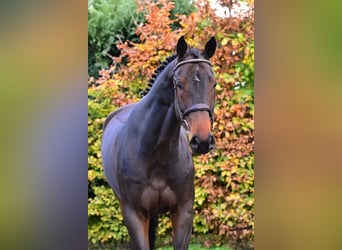 Zangersheide, Ruin, 5 Jaar, 167 cm, Donkerbruin