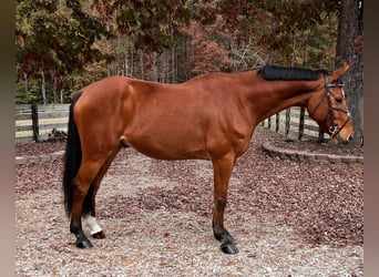 Zangersheide, Ruin, 5 Jaar, 167 cm, Roodbruin