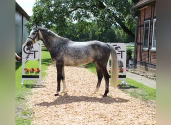 Zangersheide, Ruin, 5 Jaar, 167 cm, Schimmel