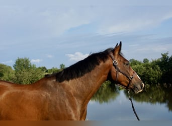 Zangersheide, Ruin, 5 Jaar, 168 cm, Bruin