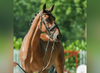 Zangersheide, Ruin, 5 Jaar, 168 cm, Bruin