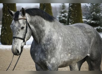 Zangersheide, Ruin, 5 Jaar, 168 cm, Schimmel