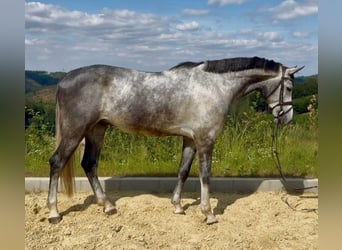 Zangersheide, Ruin, 5 Jaar, 168 cm, Schimmel