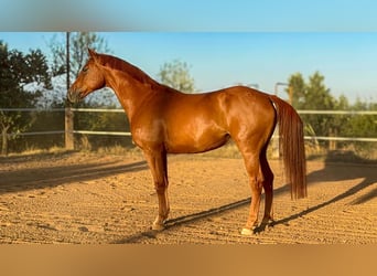 Zangersheide, Ruin, 5 Jaar, 168 cm, Vos