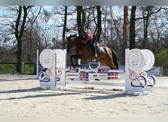 Zangersheide, Ruin, 5 Jaar, 169 cm, Bruin