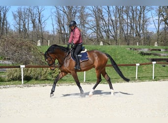Zangersheide, Ruin, 5 Jaar, 169 cm, Bruin
