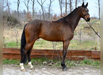 Zangersheide, Ruin, 5 Jaar, 169 cm, Bruin