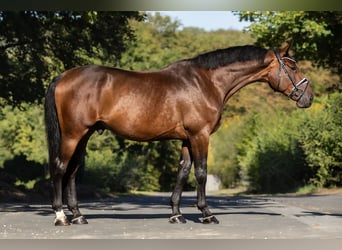 Zangersheide, Ruin, 5 Jaar, 169 cm, Bruin