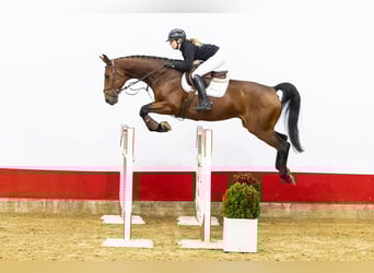 Zangersheide, Ruin, 5 Jaar, 169 cm, Bruin