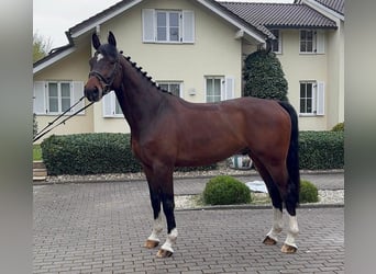 Zangersheide, Ruin, 5 Jaar, 170 cm, Bruin